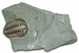 Long Flexicalymene Trilobite - Indiana #325797-1